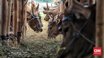 bisa-menyerang-sapi-kurban,-apa-itu-penyakit-lato-lato?