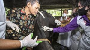 4-langkah-kementan-cegah-antraks-di-gunungkidul-jadi-wabah