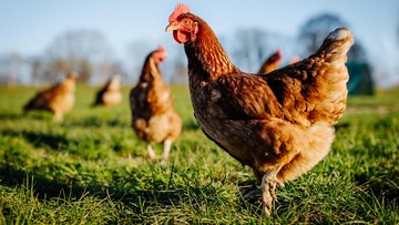 kebakaran-kandang-ternak-di-bojonegoro,-25-ribu-ayam-mati