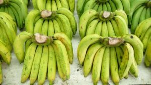 jalan-terjal-pisang-super-ber-vitamin-a-untuk-anak-anak-uganda