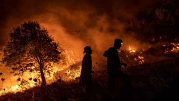 kebakaran-hutan-menewaskan-34-orang-di-aljazair