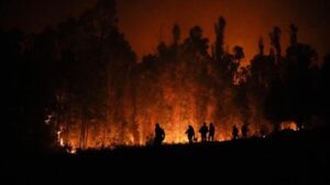 kebakaran-landa-15-hektare-hutan-di-gunung-gundil-situbondo