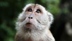 india-kerahkan-‘manusia-lutung’-untuk-usir-monyet-saat-ktt-g20