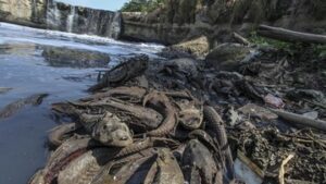 foto:-nelangsa-ikan-sapu-sapu-di-sungai-cileungsi-yang-menghitam