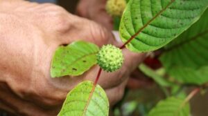 pengusaha-sebut-cuan-kebun-kratom-lampaui-sawit