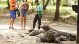 alasan-kenapa-taman-nasional-komodo-berencana-tutup-tahun-depan